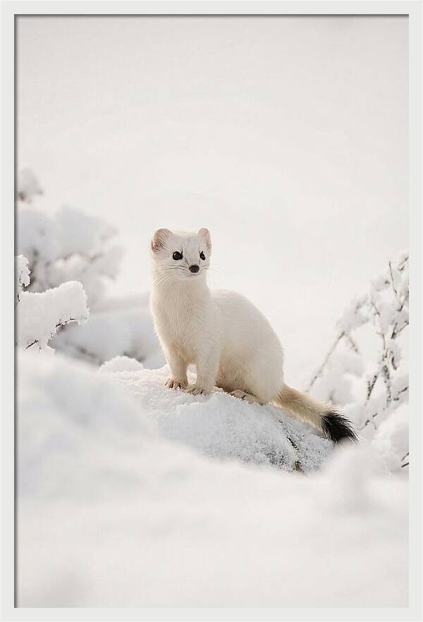 White Ermine In Winter Wonderland