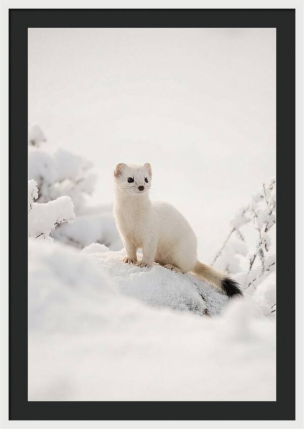 White Ermine In Winter Wonderland