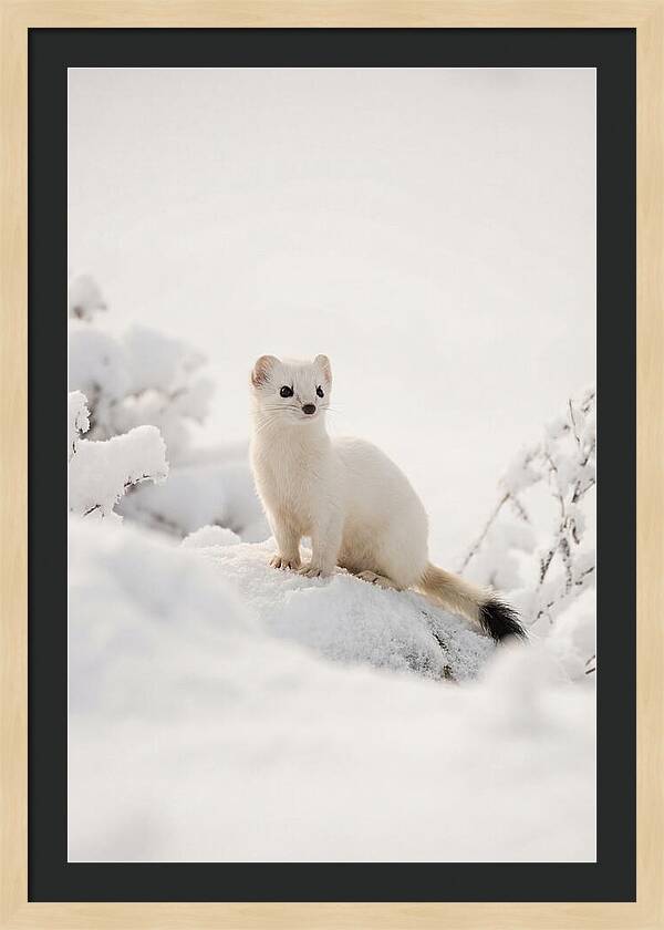 White Ermine In Winter Wonderland