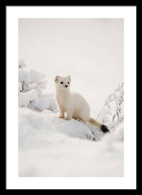 White Ermine In Winter Wonderland