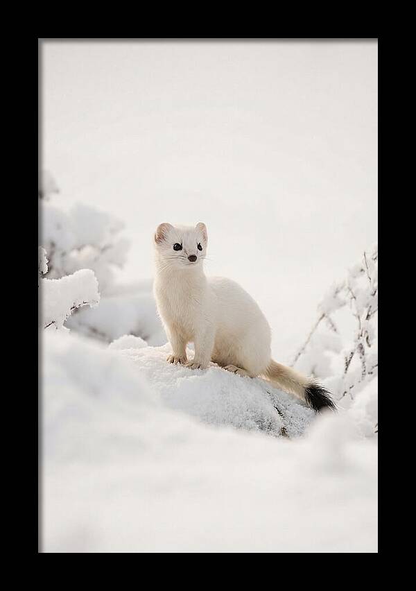 White Ermine In Winter Wonderland
