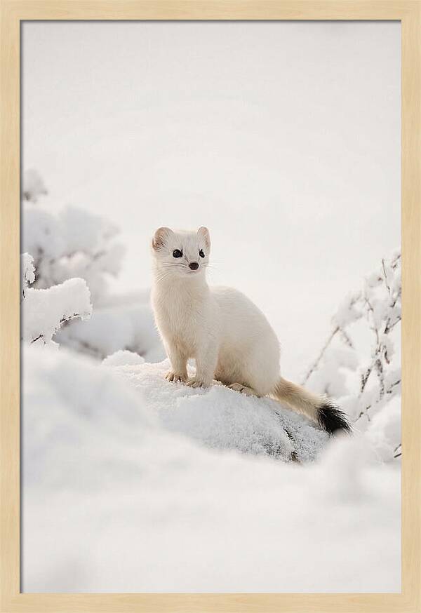 White Ermine In Winter Wonderland