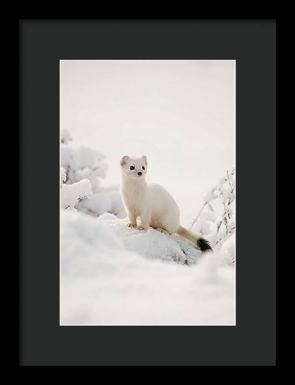 White Ermine In Winter Wonderland