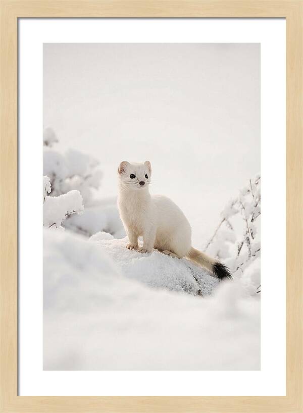 White Ermine In Winter Wonderland