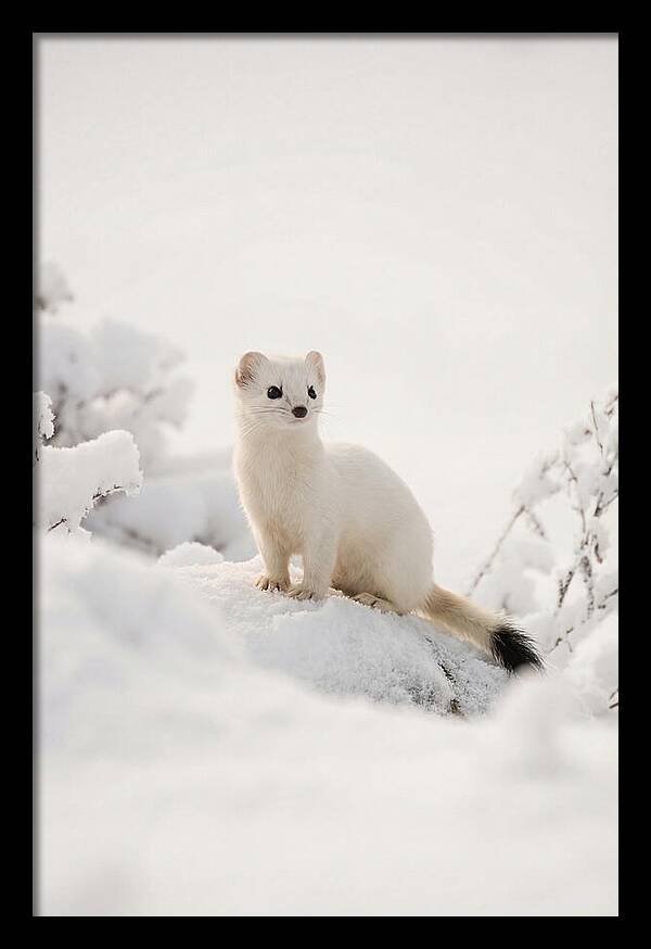 White Ermine In Winter Wonderland