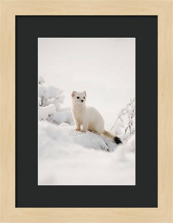White Ermine In Winter Wonderland