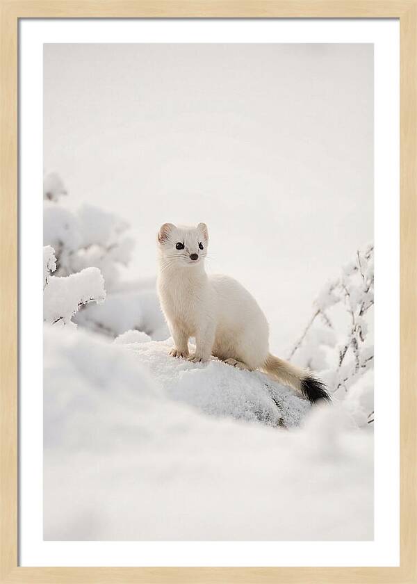 White Ermine In Winter Wonderland