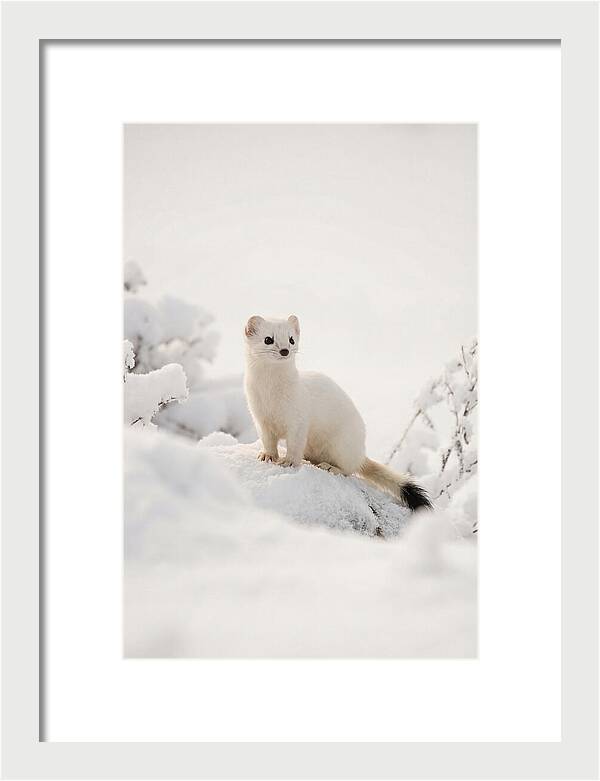 White Ermine In Winter Wonderland