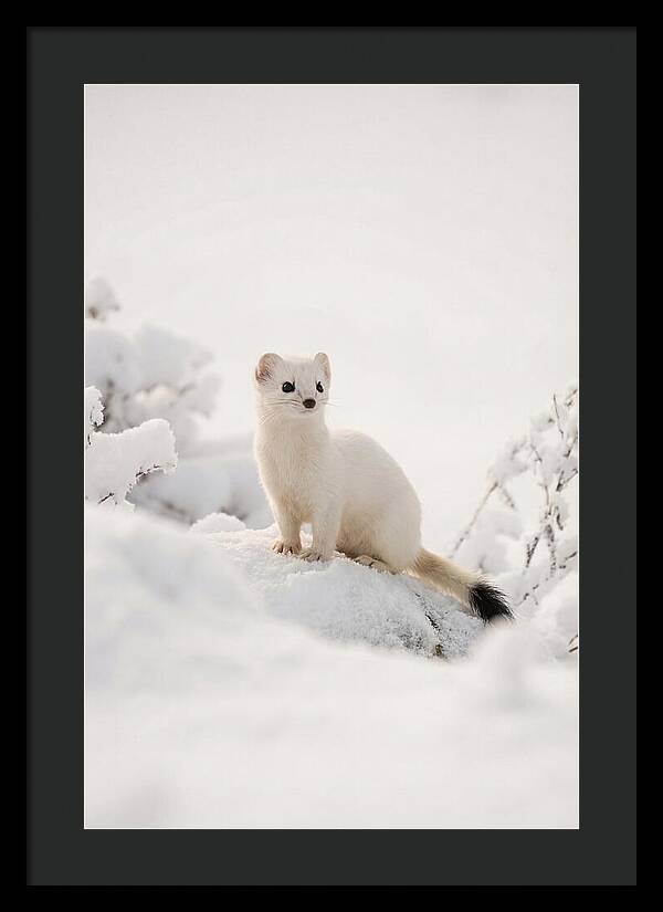 White Ermine In Winter Wonderland