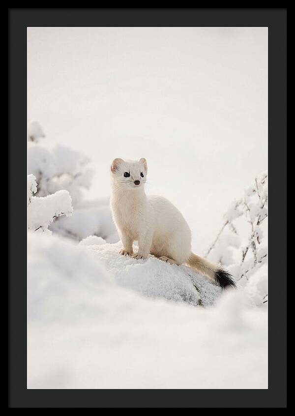 White Ermine In Winter Wonderland