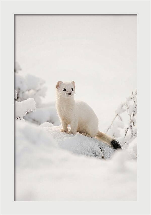 White Ermine In Winter Wonderland