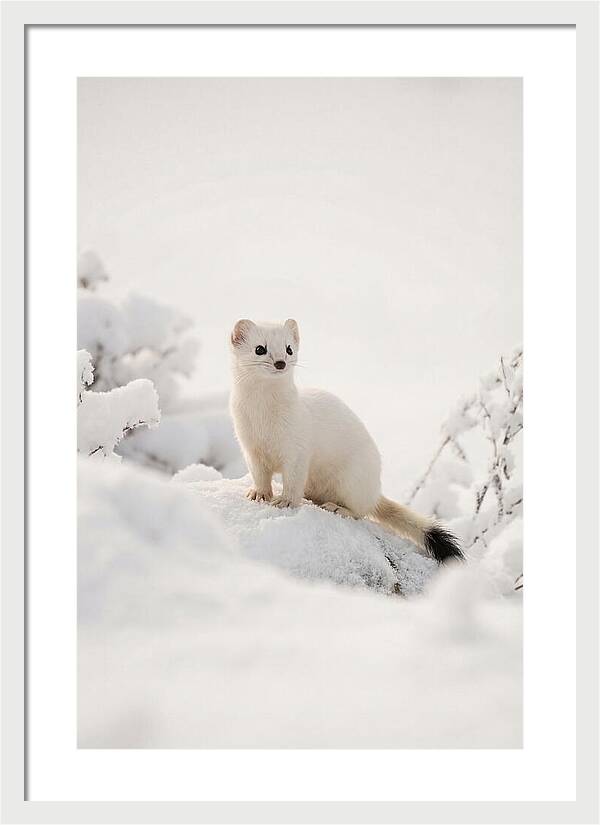 White Ermine In Winter Wonderland