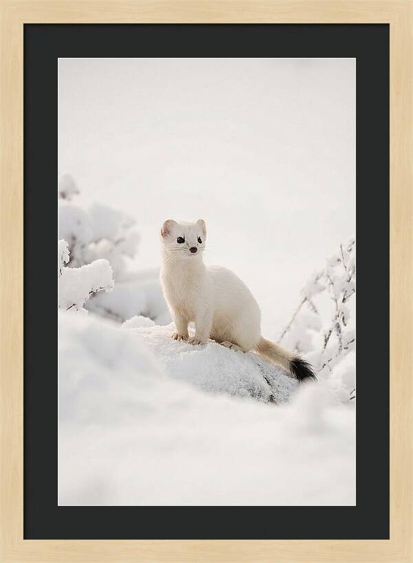 White Ermine In Winter Wonderland