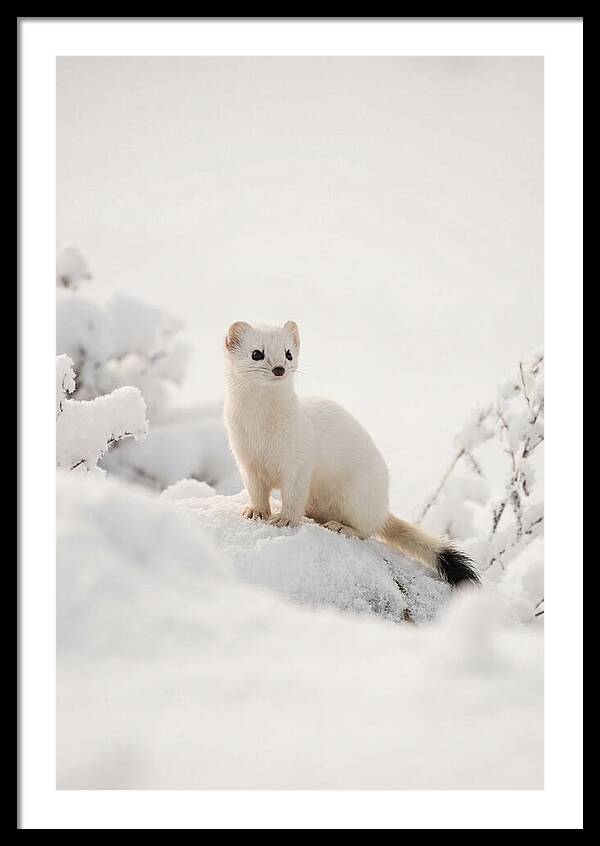White Ermine In Winter Wonderland