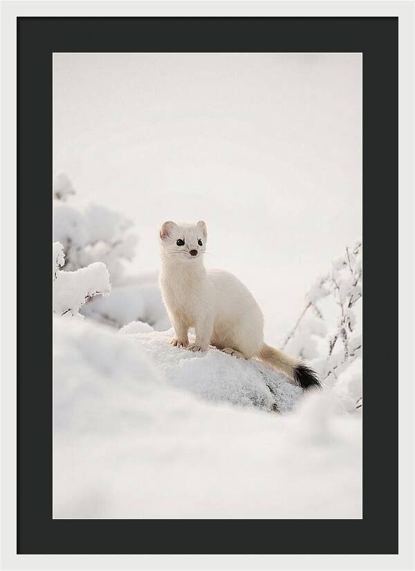 White Ermine In Winter Wonderland