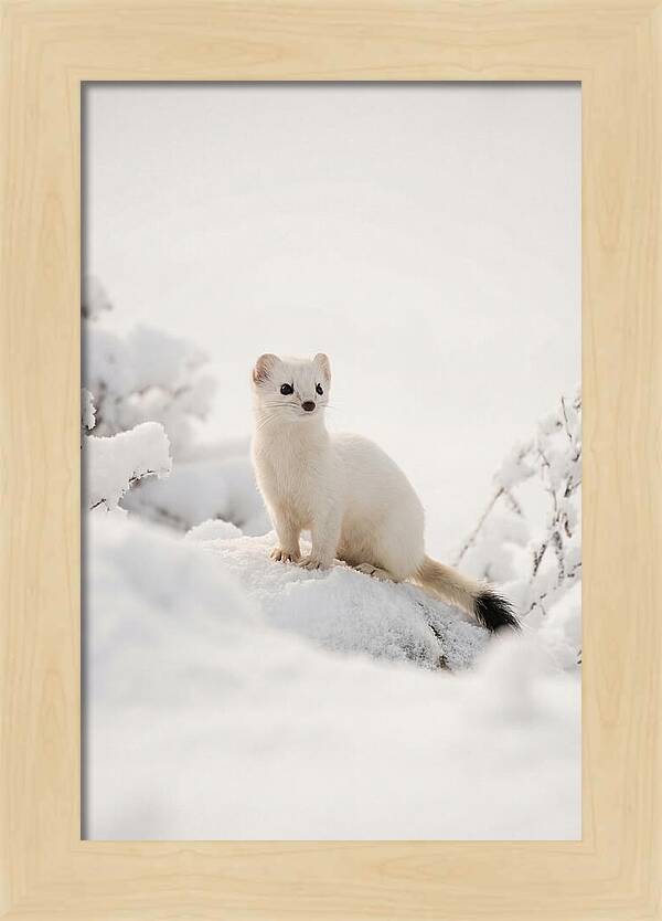 White Ermine In Winter Wonderland