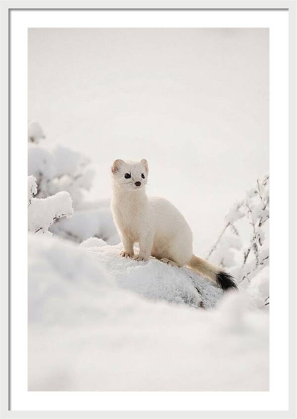 White Ermine In Winter Wonderland