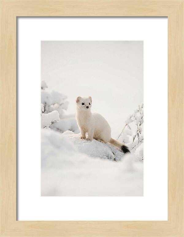 White Ermine In Winter Wonderland
