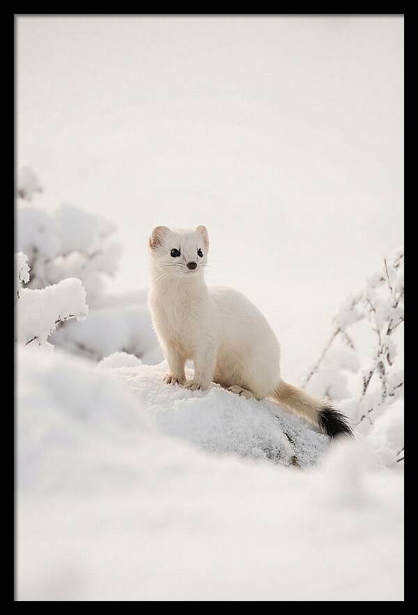 White Ermine In Winter Wonderland