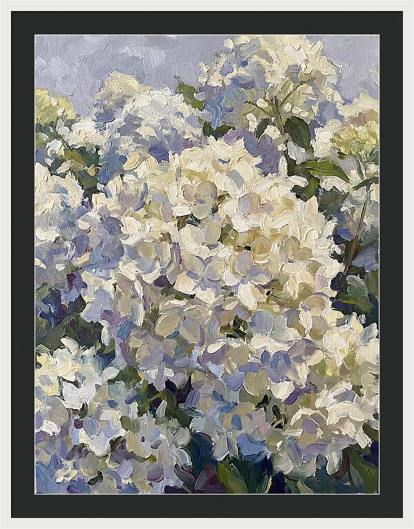 White Hydrangea Blooms