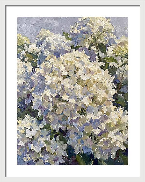 White Hydrangea Blooms