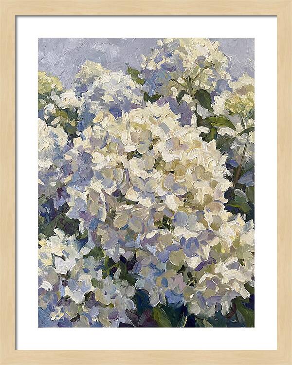 White Hydrangea Blooms