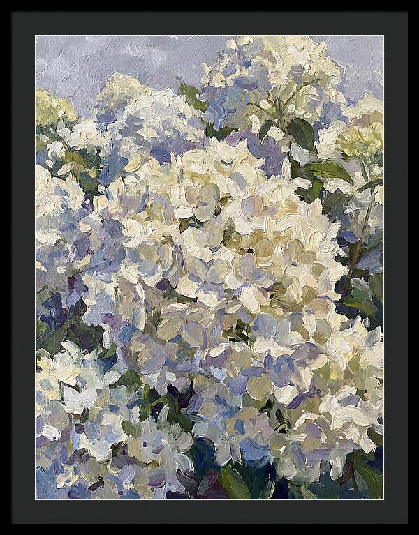 White Hydrangea Blooms