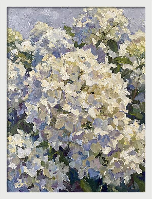 White Hydrangea Blooms