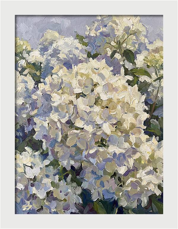 White Hydrangea Blooms