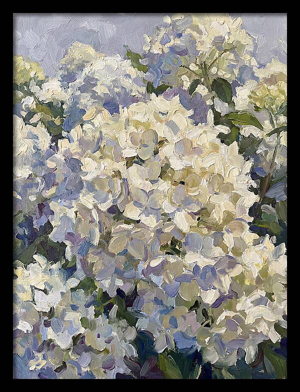 White Hydrangea Blooms