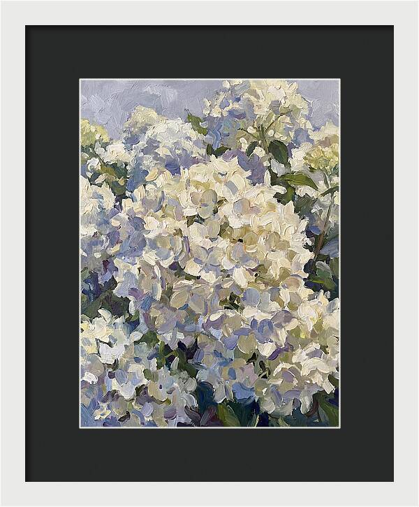 White Hydrangea Blooms