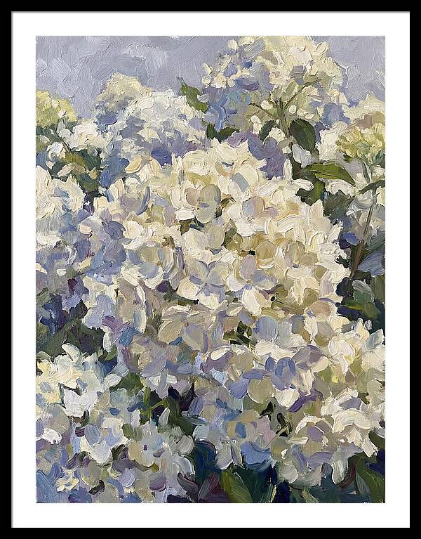 White Hydrangea Blooms