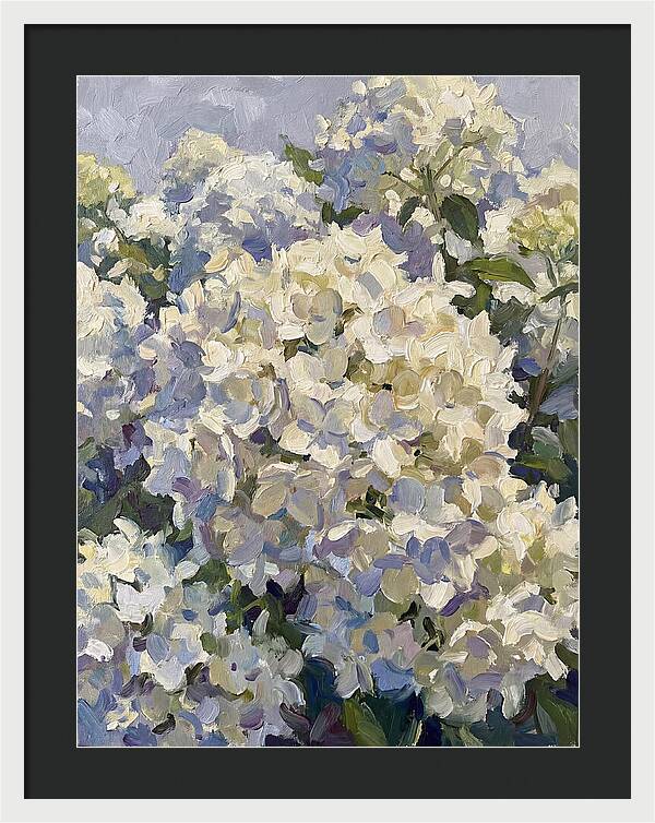 White Hydrangea Blooms