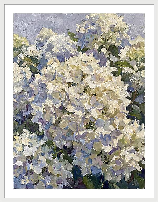 White Hydrangea Blooms