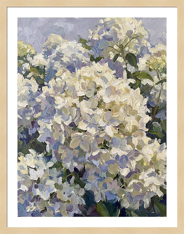 White Hydrangea Blooms
