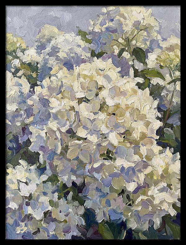 White Hydrangea Blooms