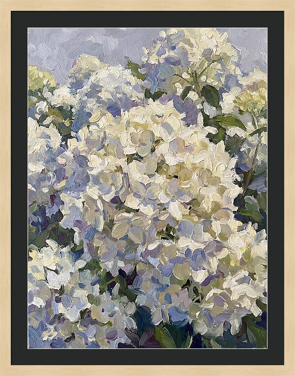 White Hydrangea Blooms