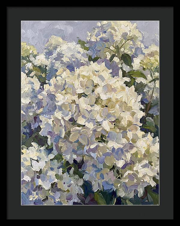 White Hydrangea Blooms