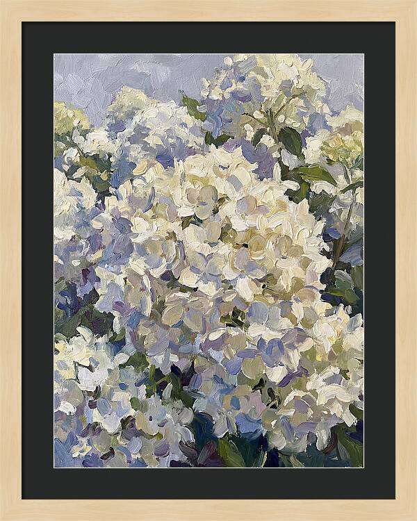 White Hydrangea Blooms