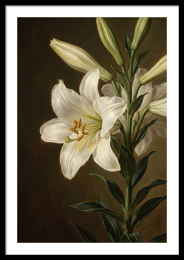 White Lily Elegance