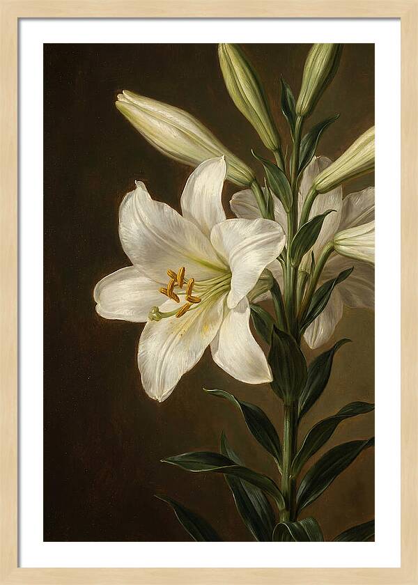 White Lily Elegance