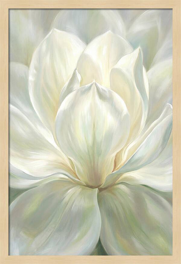 White Magnolia Blossom