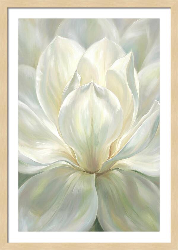 White Magnolia Blossom