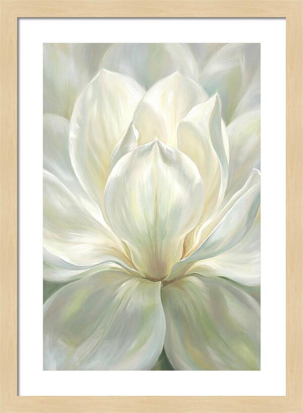 White Magnolia Blossom