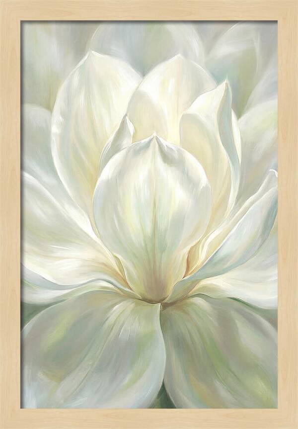 White Magnolia Blossom