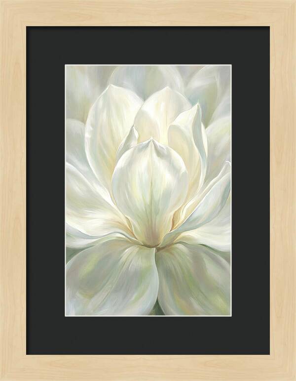 White Magnolia Blossom