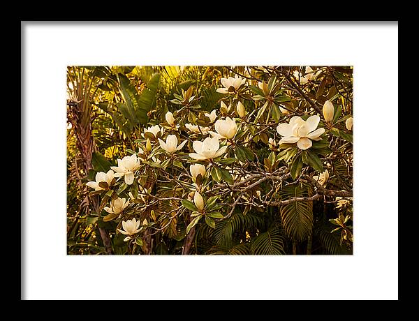 White Magnolia Blossoms In Bloom