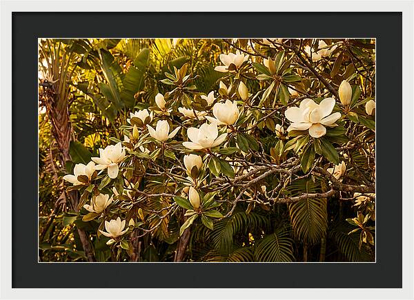 White Magnolia Blossoms In Bloom