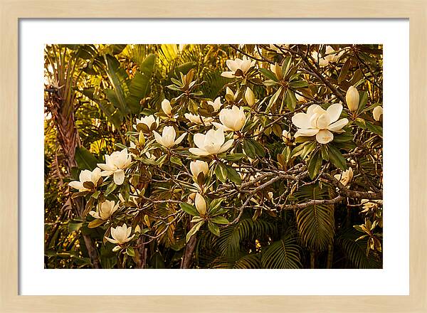 White Magnolia Blossoms In Bloom