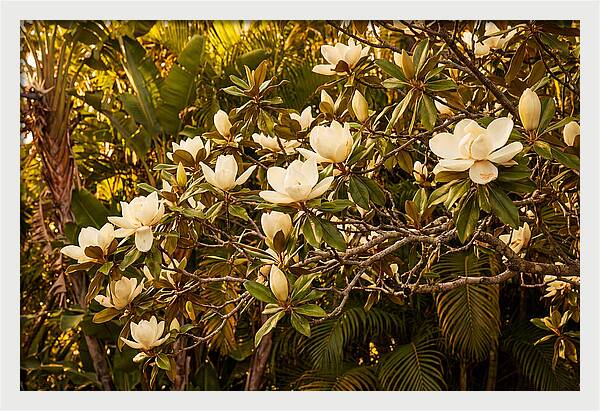 White Magnolia Blossoms In Bloom